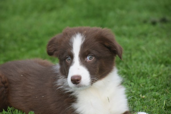 Border Collie (reu) 44251