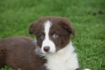 Border Collie (reu) 44251