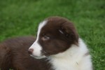 Border Collie (reu) 44251