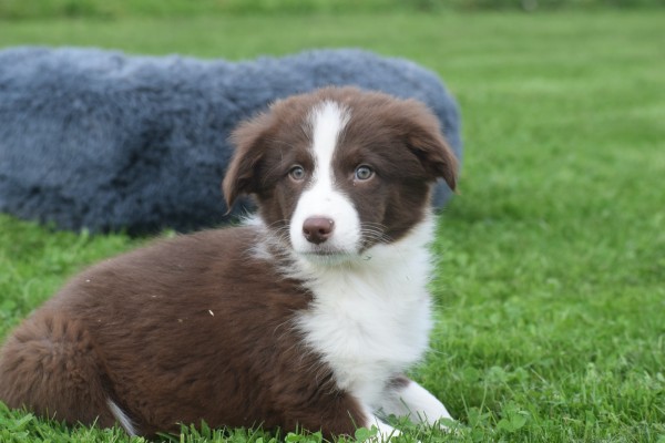 Border Collie (reu) 44251