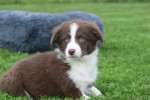 Border Collie (reu) 44251