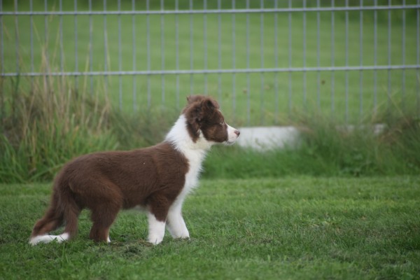 Border Collie (teef) 67508