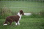 Border Collie (teef) 67508
