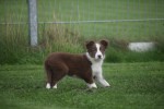 Border Collie (teef) 67508