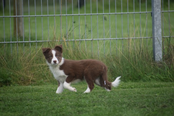 Border Collie (teef) 67508