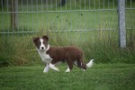 Border Collie (teef) 67508
