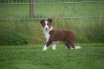 Border Collie (teef) 67508