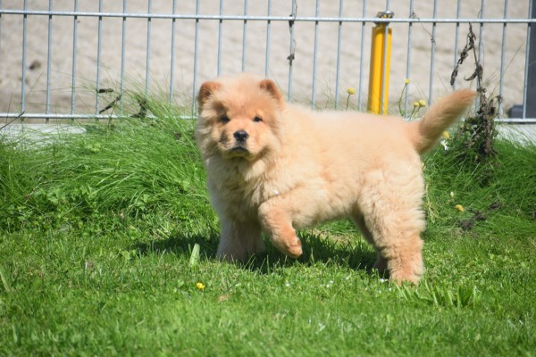 Chow Chow (reu) 67591