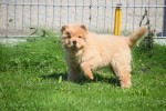 Chow Chow (reu) 67591