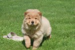 Chow Chow (reu) 67591