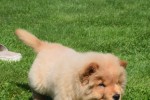 Chow Chow (reu) 67591