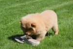 Chow Chow (reu) 67591