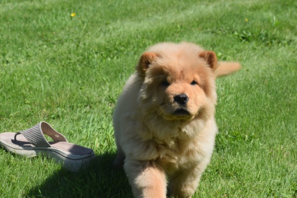 Chow Chow (reu) 67591