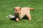 Chow Chow (reu) 67591