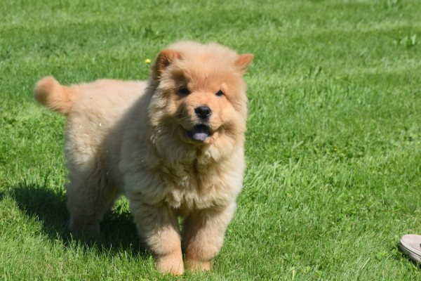 Chow Chow (reu) 67591