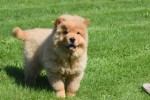 Chow Chow (reu) 67591