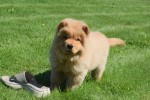 Chow Chow (reu) 67591