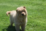 Chow Chow (reu) 67591