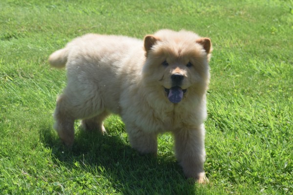 Chow Chow (reu) 67591