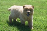 Chow Chow (reu) 67591