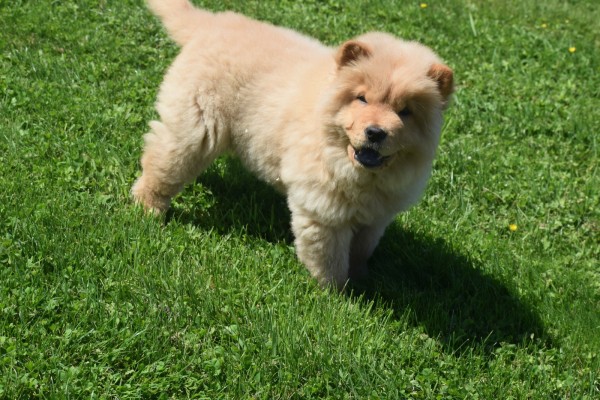Chow Chow (reu) 67591