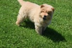 Chow Chow (reu) 67591