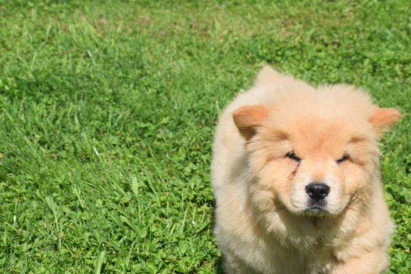 Chow Chow (reu) 52157