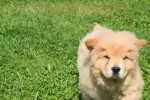 Chow Chow (reu) 52157