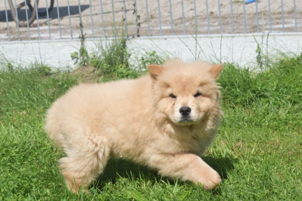 Chow Chow (reu) 52157