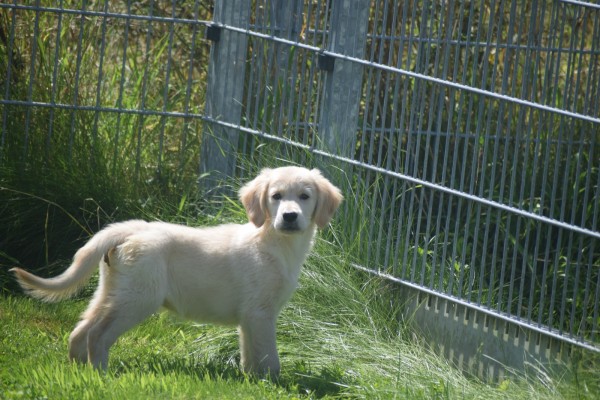 Golden Retriever (reu) 44109