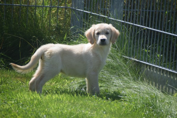 Golden Retriever (reu) 44109