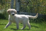 Golden Retriever (reu) 44109