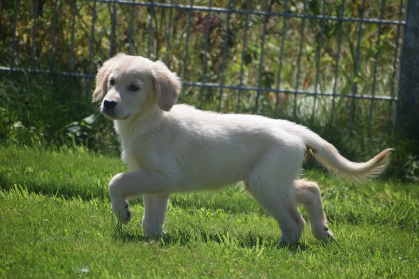 Golden Retriever (reu) 44109