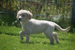 Golden Retriever (reu) 44109