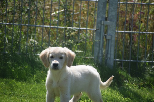 Golden Retriever (reu) 44109