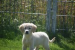 Golden Retriever (reu) 44109