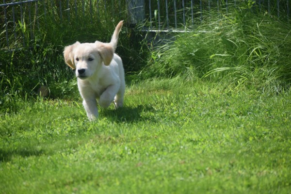 Golden Retriever (reu) 44109