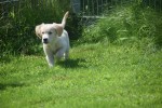 Golden Retriever (reu) 44109