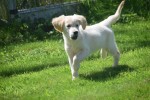 Golden Retriever (reu) 44109