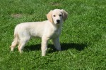Golden Retriever (reu) 52747