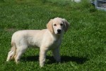 Golden Retriever (reu) 52747