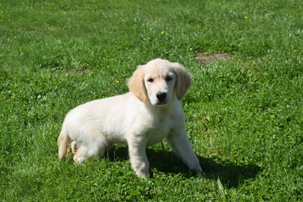 Golden Retriever (reu) 52747