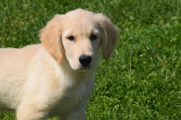 Golden Retriever (reu) 52747