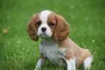 Cavalier King Charles Spaniel (reu) 74838