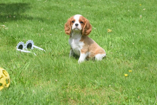 Cavalier King Charles Spaniel (reu) 74838
