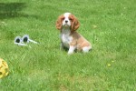 Cavalier King Charles Spaniel (reu) 74838