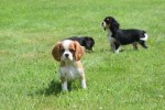 Cavalier King Charles Spaniel (reu) 74838