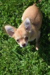 Chihuahua (reu) 74697