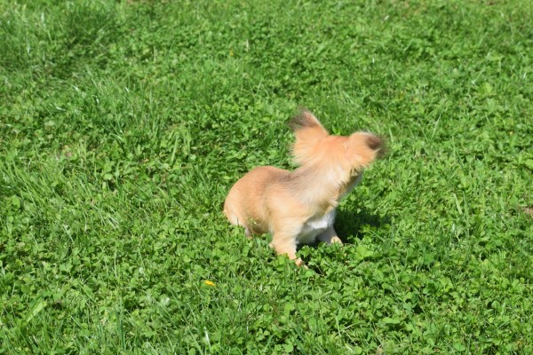 Chihuahua (reu) 74697