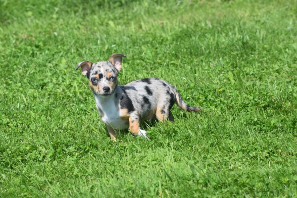 Chihuahua (reu) 74906